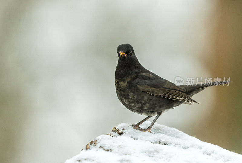 年轻雄性普通黑鹂(Turdus merula)